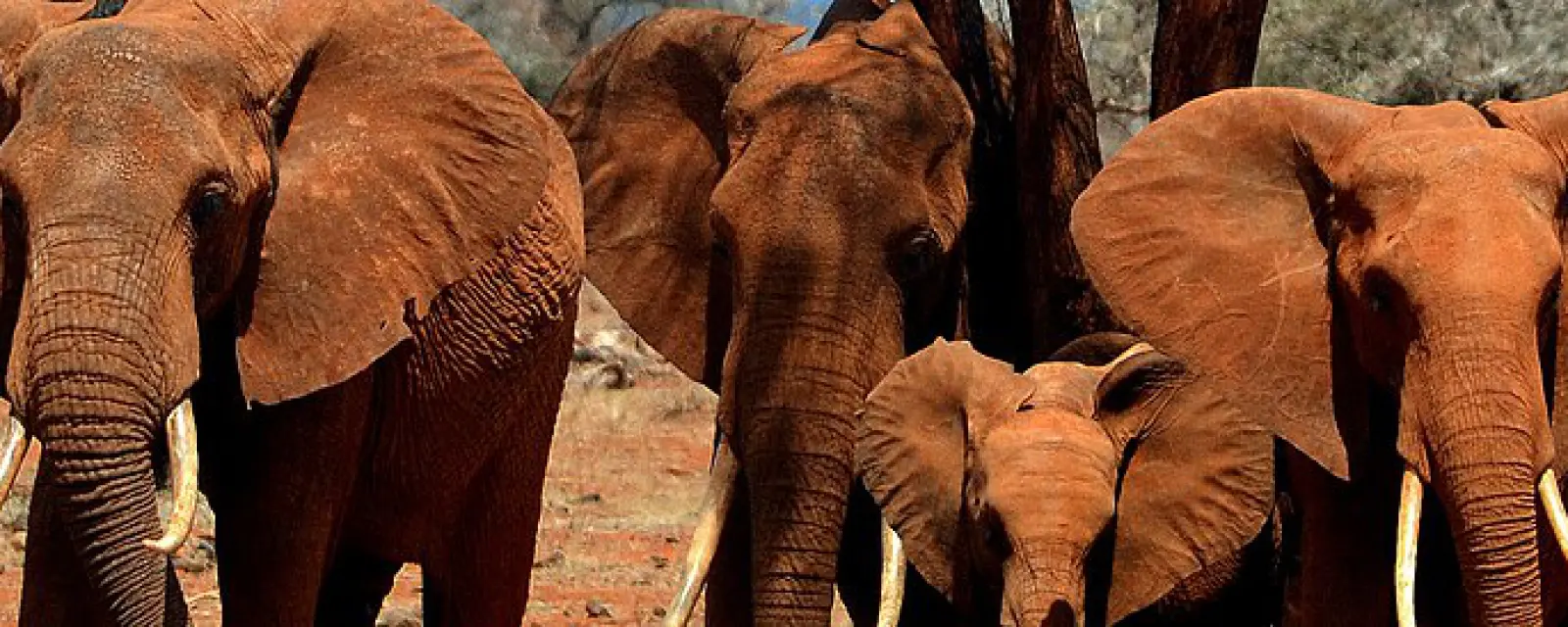 Kenya — ảnh minh hoạ cho bài Kenya — Nước đang thử biến trại tị nạn thành thị trấn, và cấp giấy tờ cho người ở đó