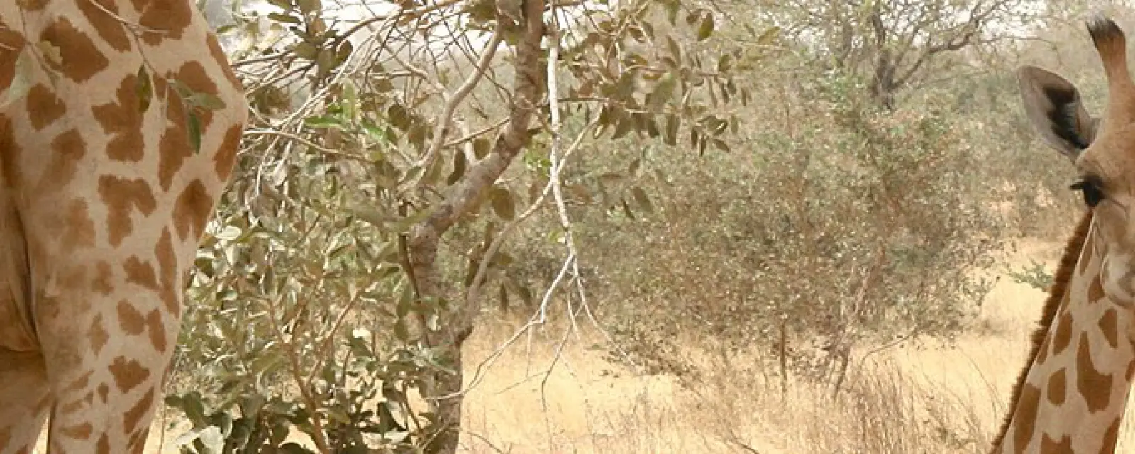 Niger — ảnh minh hoạ cho bài Niger — Nơi một đạo luật khiến việc chở người trong chính nước mình thành tội hình sự